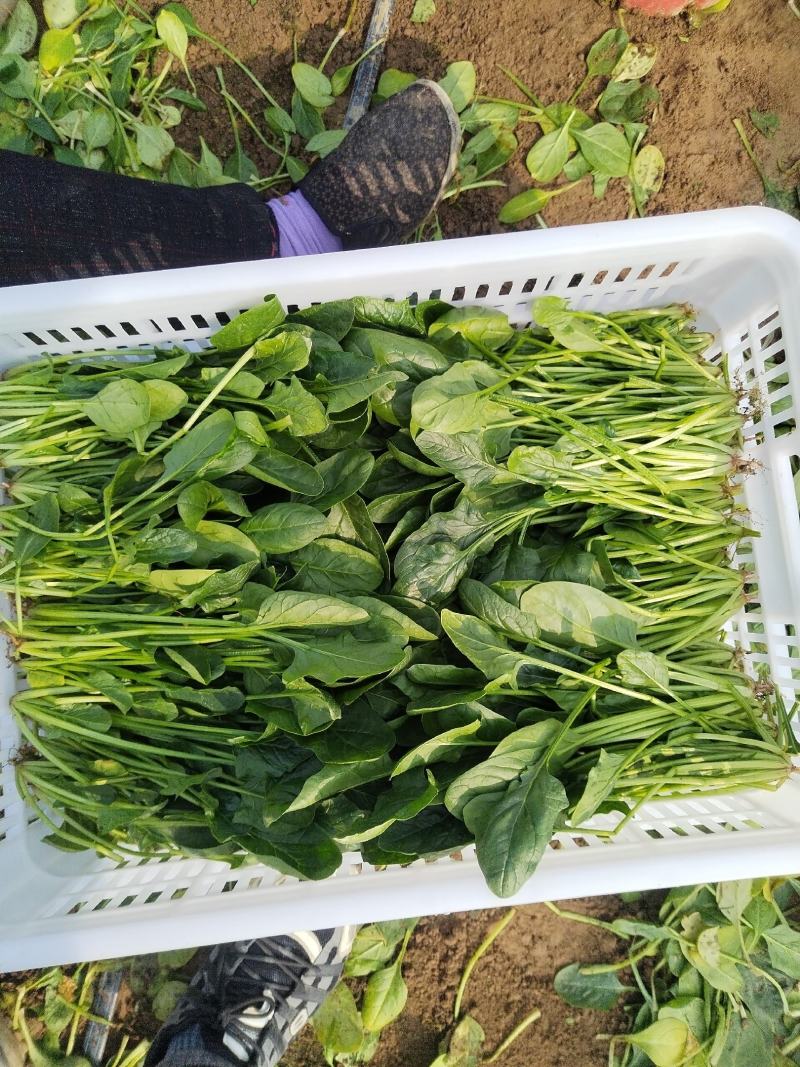 精品菠菜，，叶大色绿，耐运输，短根长跟都可预订，