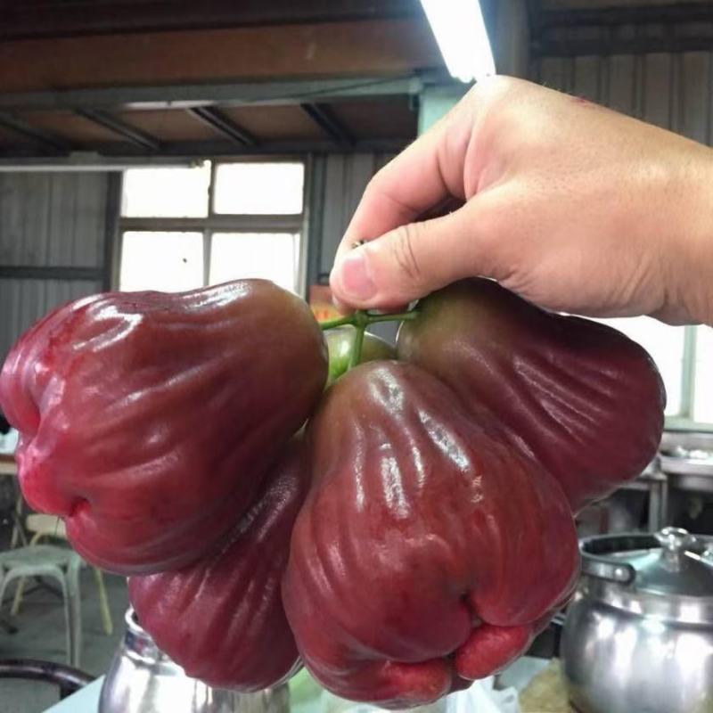 黑糖芭比莲雾嫁接果苗1-8公分粗的莲雾嫁接苗批发