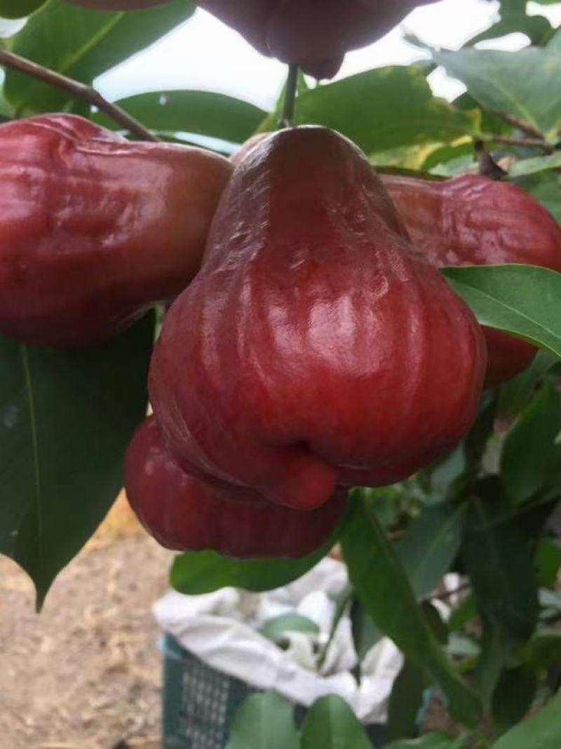 黑糖芭比莲雾嫁接果苗1-8公分粗的莲雾嫁接苗批发