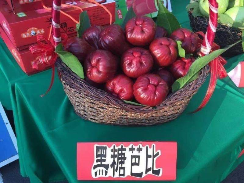 黑糖芭比莲雾嫁接果苗1-8公分粗的莲雾嫁接苗批发