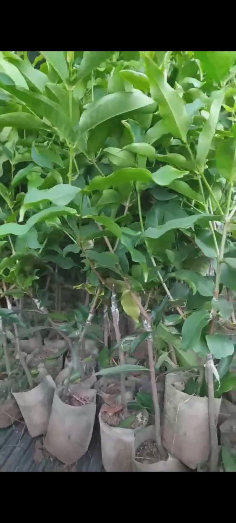 黑糖芭比莲雾嫁接果苗1-8公分粗的莲雾嫁接苗批发