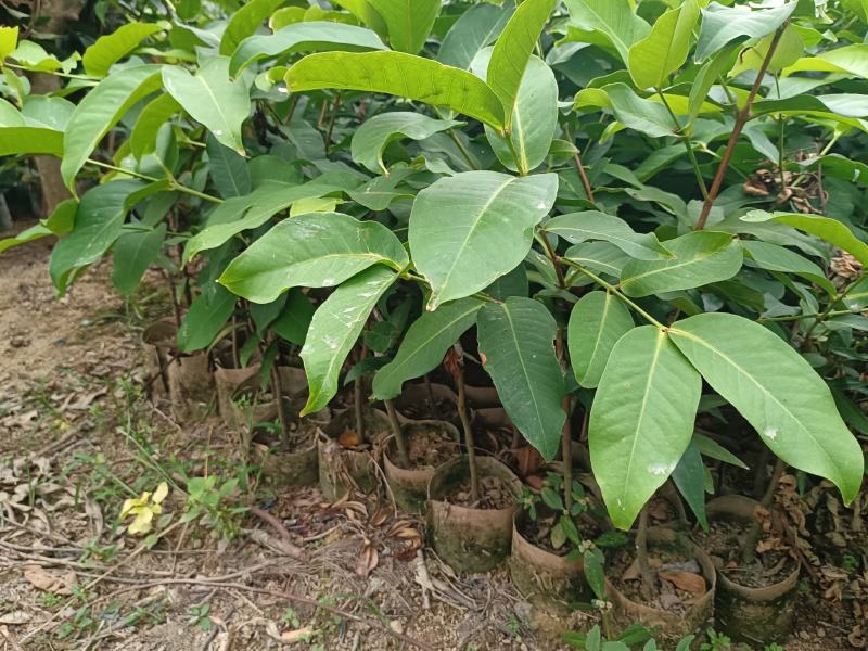 黑糖芭比莲雾嫁接果苗1-8公分粗的莲雾嫁接苗批发