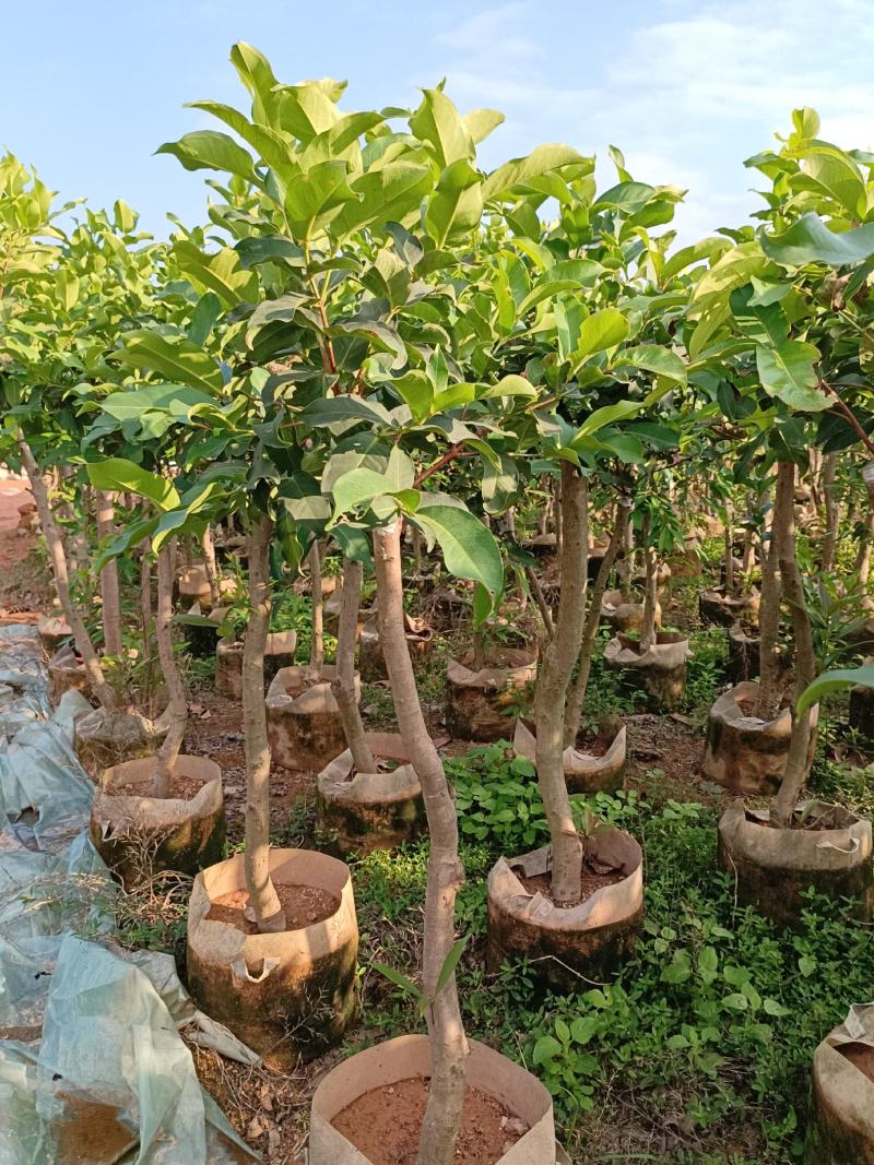 黑糖芭比莲雾嫁接果苗1-8公分粗的莲雾嫁接苗批发