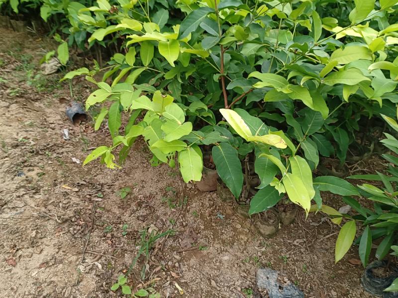 黑糖芭比莲雾嫁接果苗1-8公分粗的莲雾嫁接苗批发
