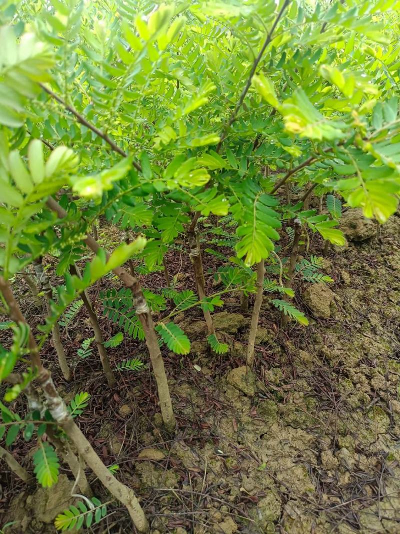 甜牛甘果苗大果牛甘果苗批发啦营养袋苗