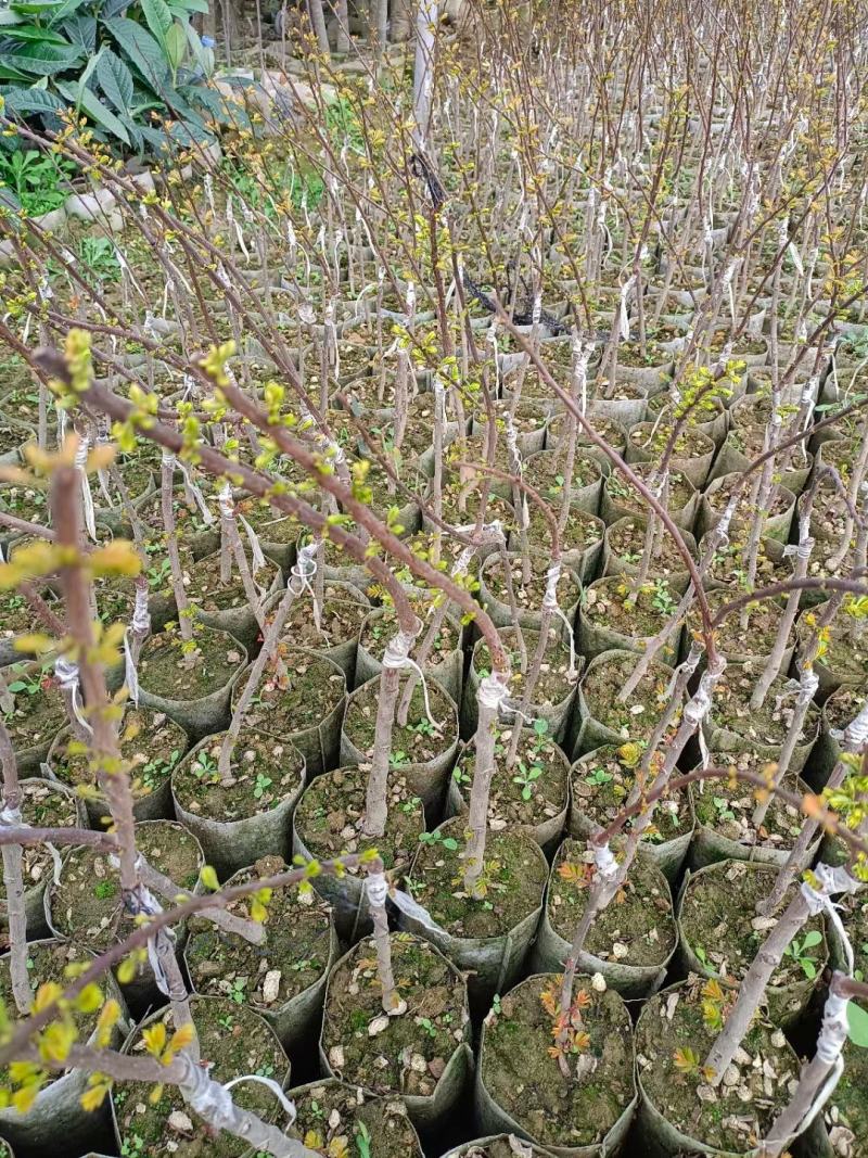 甜牛甘果苗大果牛甘果苗批发啦营养袋苗