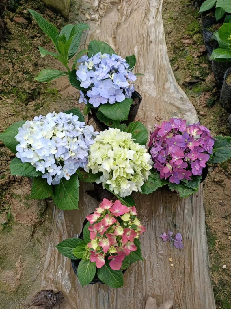 八仙花，一手货源，产地直供，各种规格都有，欢迎视频看货