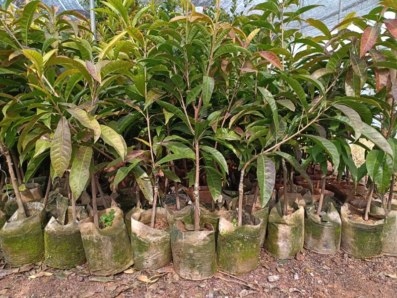 大量批发供应耀堂仙桃鸡蛋果苗嫁接果苗营养袋苗