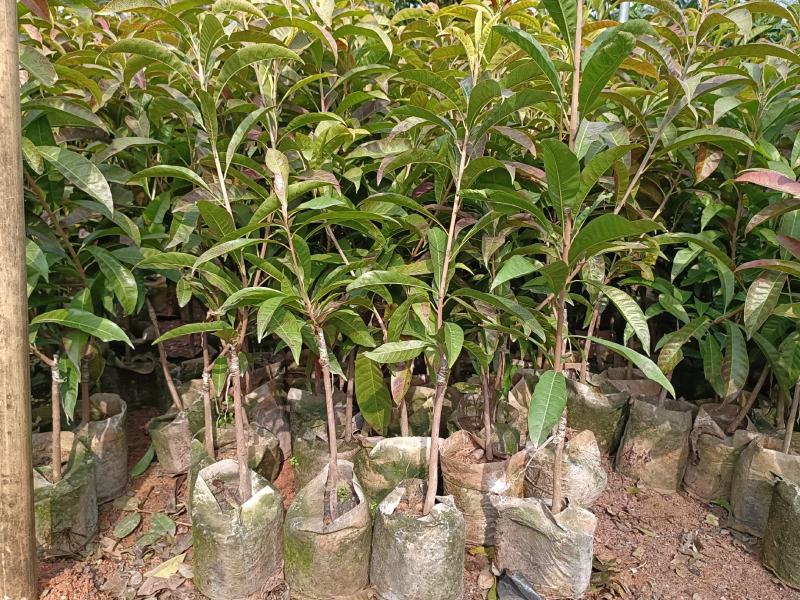 大量批发供应耀堂仙桃鸡蛋果苗嫁接果苗营养袋苗