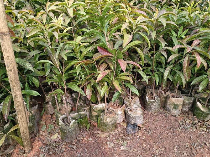 大量批发供应耀堂仙桃鸡蛋果苗嫁接果苗营养袋苗