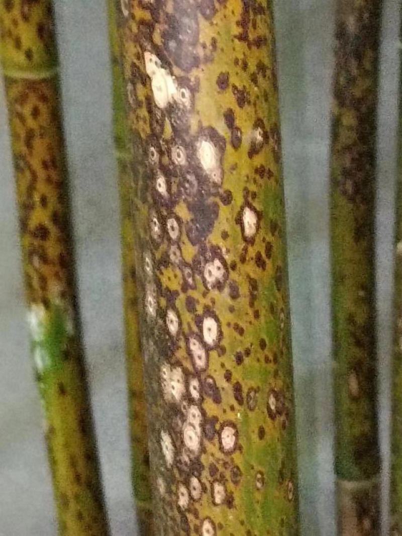 湘妃竹