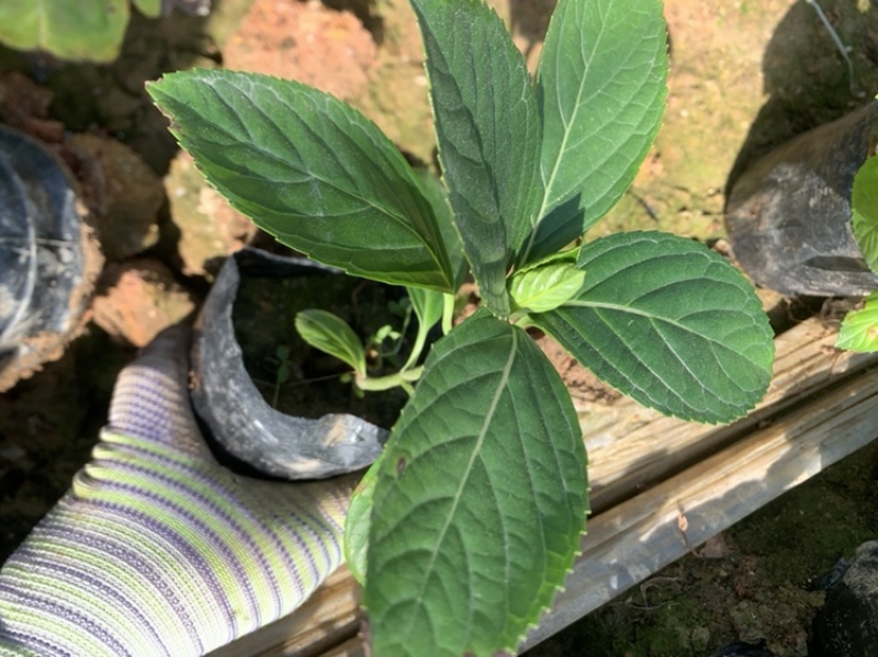 八仙花，一手货源，产地直供，各种规格都有，欢迎视频看货