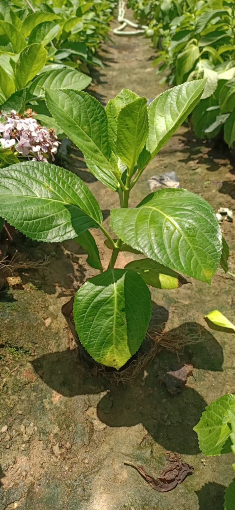 八仙花，一手货源，产地直供，各种规格都有，欢迎视频看货