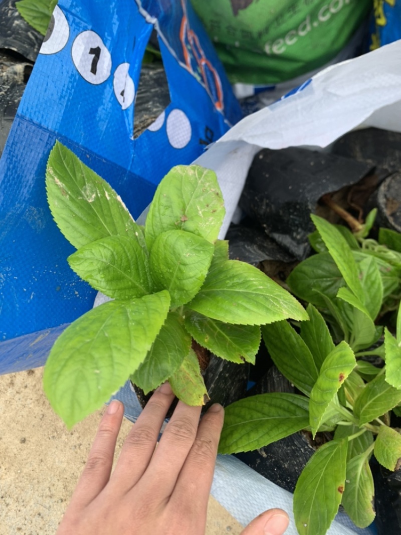 八仙花，一手货源，产地直供，各种规格都有，欢迎视频看货