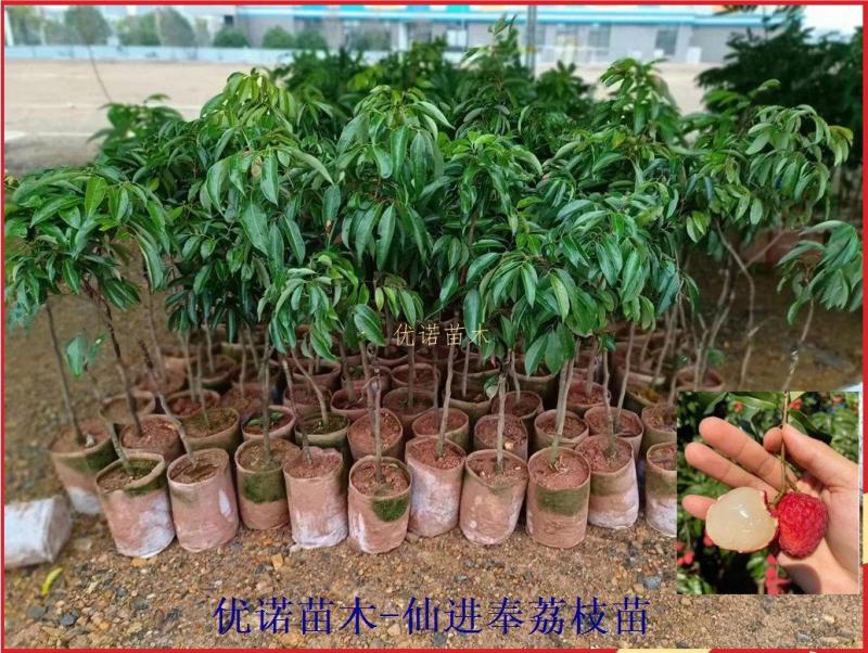 批发供应荔枝新品种仙进奉荔枝嫁接果苗品种保证