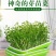 豆芽发芽盆神器家用育苗盘芽苗菜阳台种植蔬菜种菜专用盆种菜
