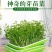豆芽发芽盆神器家用育苗盘芽苗菜阳台种植蔬菜种菜专用盆种菜