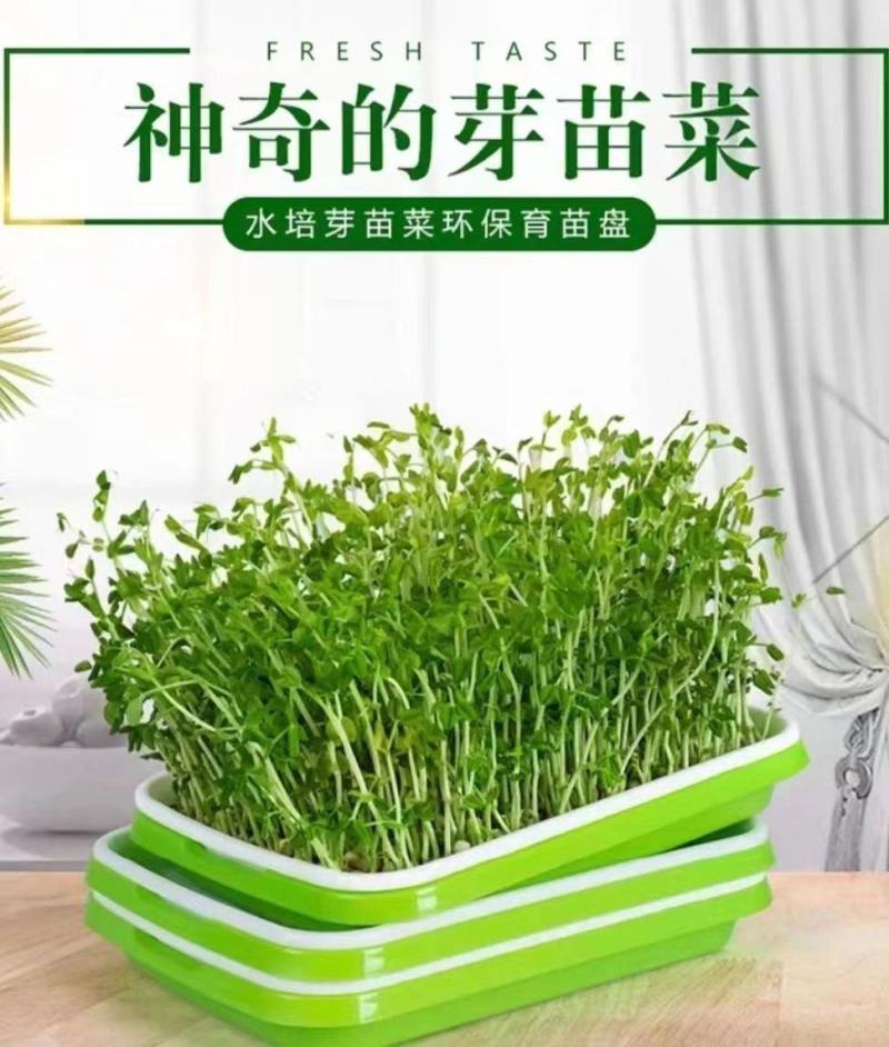 豆芽发芽盆神器家用育苗盘芽苗菜阳台种植蔬菜种菜专用盆种菜