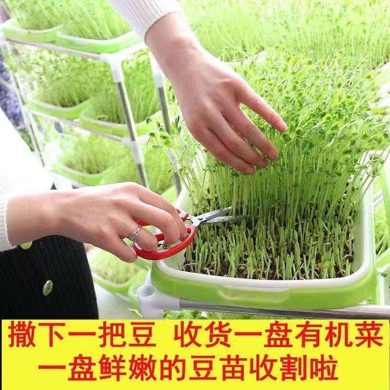 豆芽发芽盆神器家用育苗盘芽苗菜阳台种植蔬菜种菜专用盆种菜