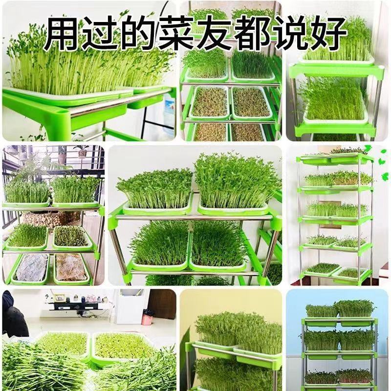 豆芽发芽盆神器家用育苗盘芽苗菜阳台种植蔬菜种菜专用盆种菜