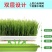 豆芽发芽盆神器家用育苗盘芽苗菜阳台种植蔬菜种菜专用盆种菜