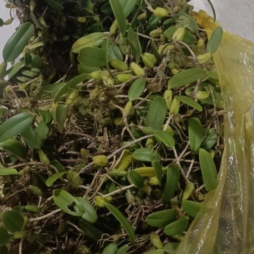 小叶单果石橄榄