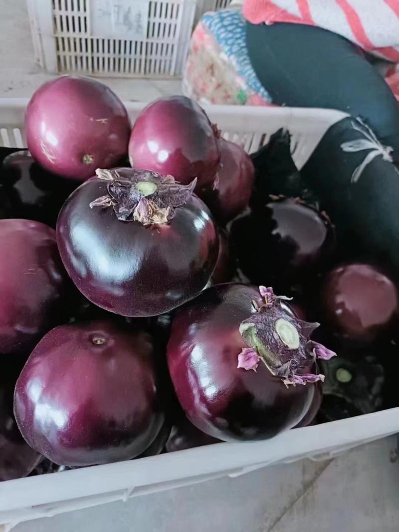 紫光圆茄，量大，颜色亮，有光泽，个头大小均匀。