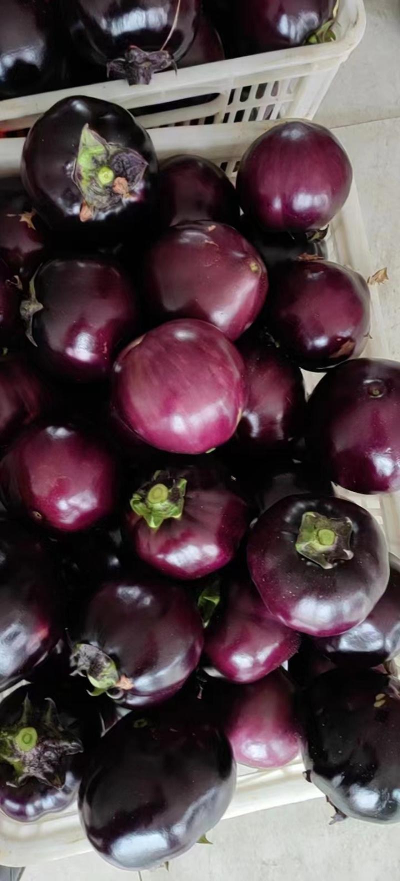 紫光圆茄，量大，颜色亮，有光泽，个头大小均匀。