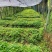 野生重楼苗