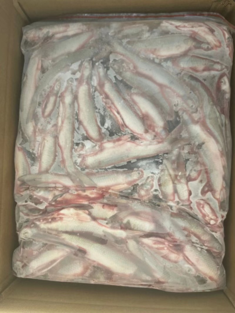 麦凌鱼