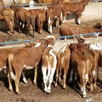 贵州威宁海降养殖有限公司出售各种牛，西门塔尔小牛犊