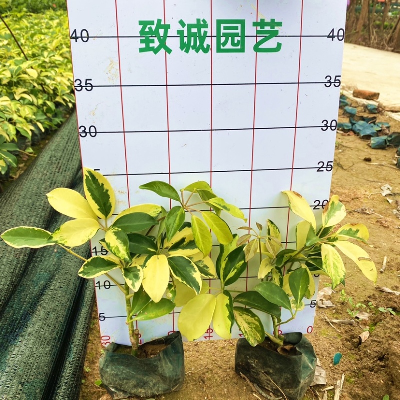 澳洲鸭脚木