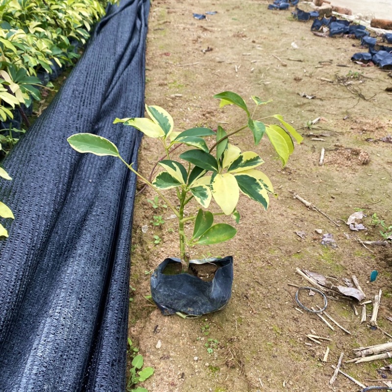 澳洲鸭脚木