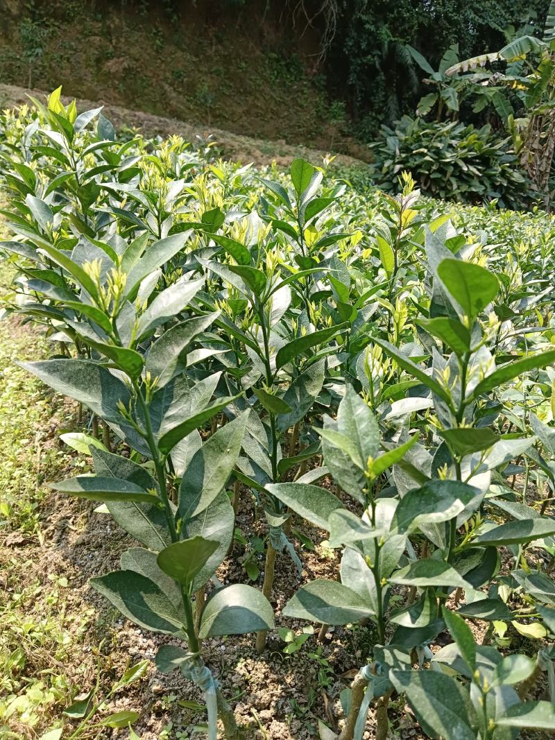 红芽柠檬头嫁接新会柑