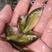 裸鲤鱼苗/无鳞鲤鱼苗，一年可以长5-8斤，可高密度养殖。