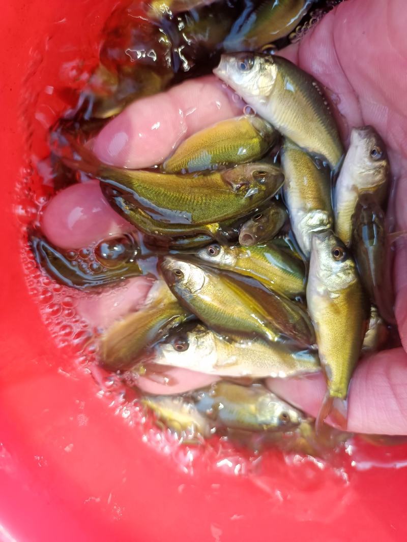 裸鲤鱼苗/无鳞鲤鱼苗，一年可以长5-8斤，可高密度养殖。