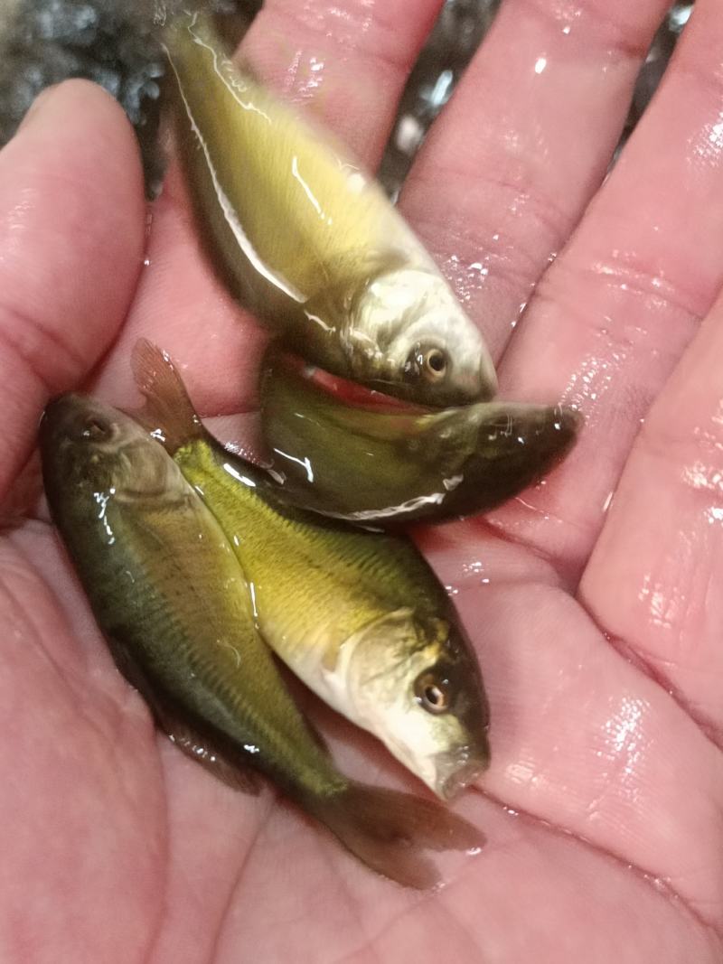 裸鲤鱼苗/无鳞鲤鱼苗，一年可以长5-8斤，可高密度养殖。