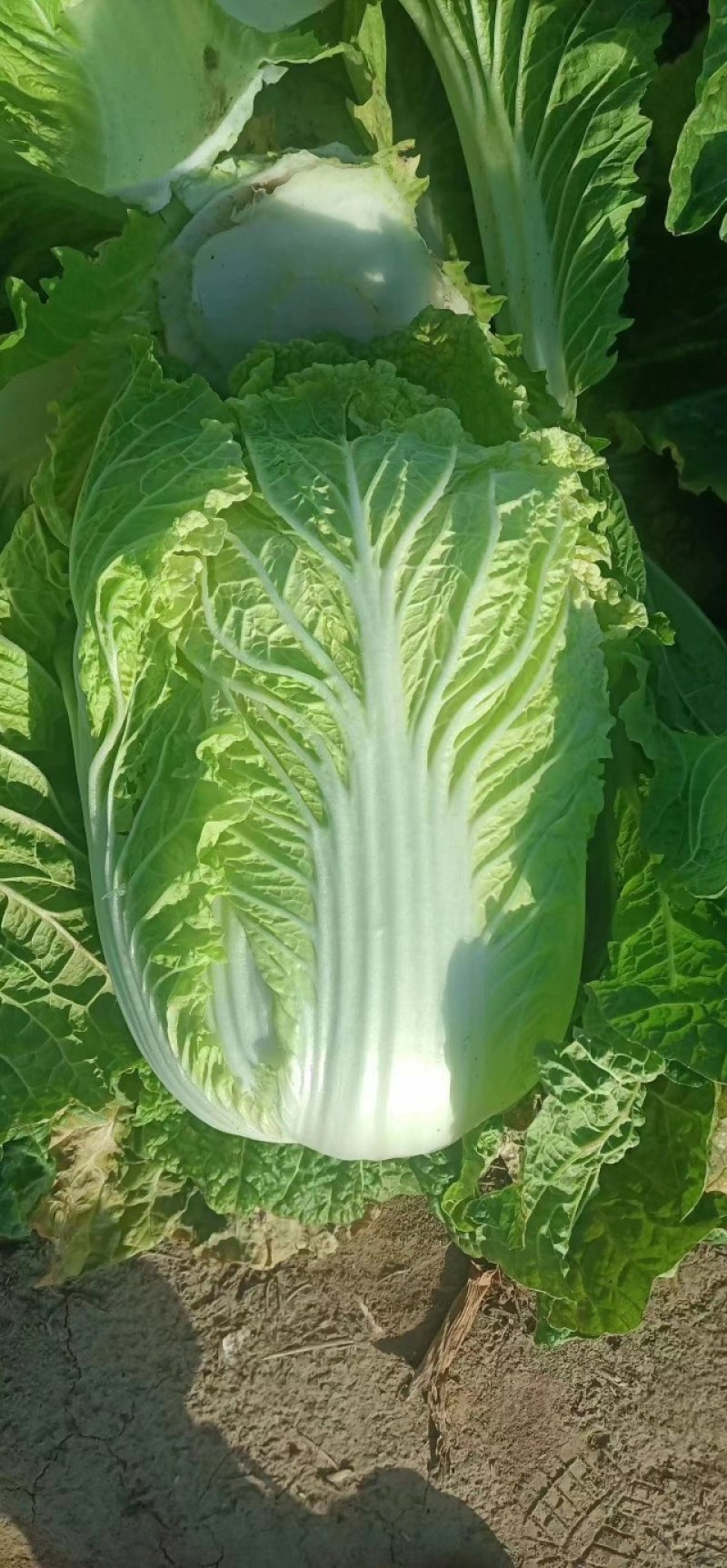 黄心大白菜，量大，心黄，质量好，有需要的可以联系我。