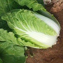 黄心大白菜，量大，心黄，质量好，有需要的可以我。