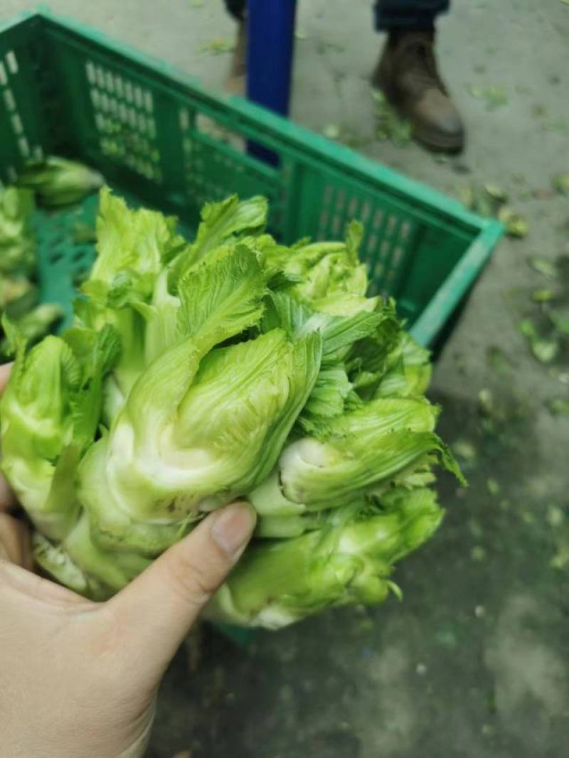 新鲜儿菜基地直供