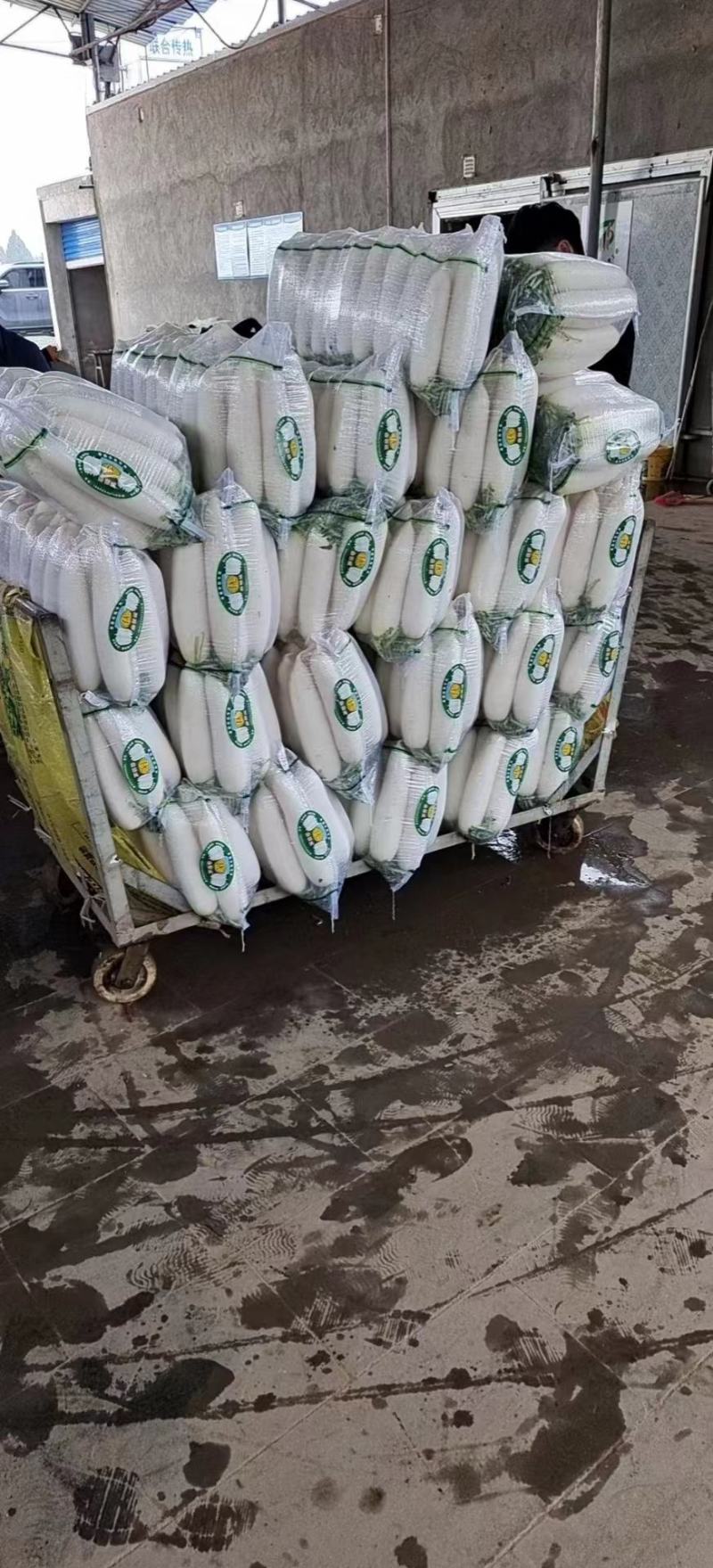 【实力供货】白萝卜大量出货对接市场商超电商团购加工厂