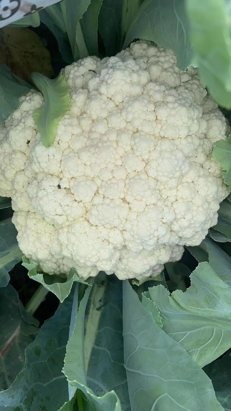 有机菜花，量大，青梗白面，小米粒，个头大小均匀。
