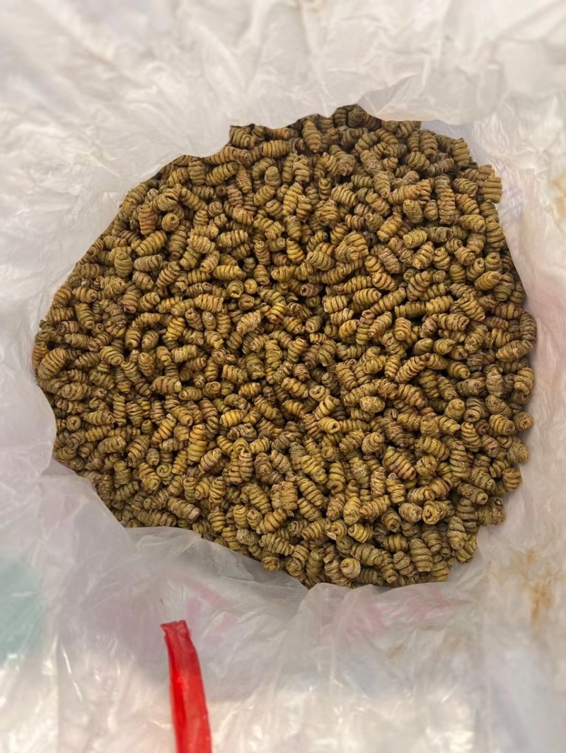 【铁皮石斛】满满的胶质，正宗铁皮石斛，量大从优。