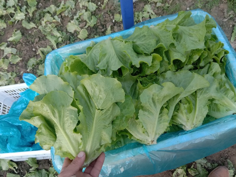 精品中课生菜