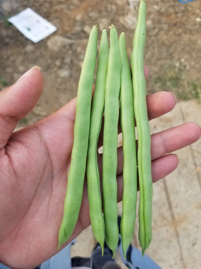 云南西双版纳精品小金豆，大量上市，欢迎各位老板来实地考察