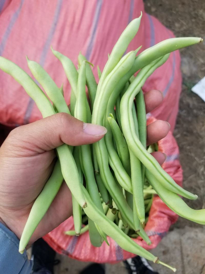 云南西双版纳精品小金豆，大量上市，欢迎各位老板来实地考察