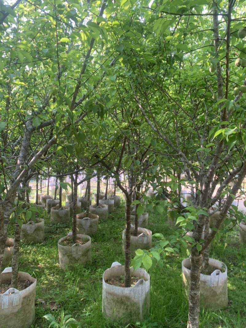 青梅2-10公分大量供用，量大价优