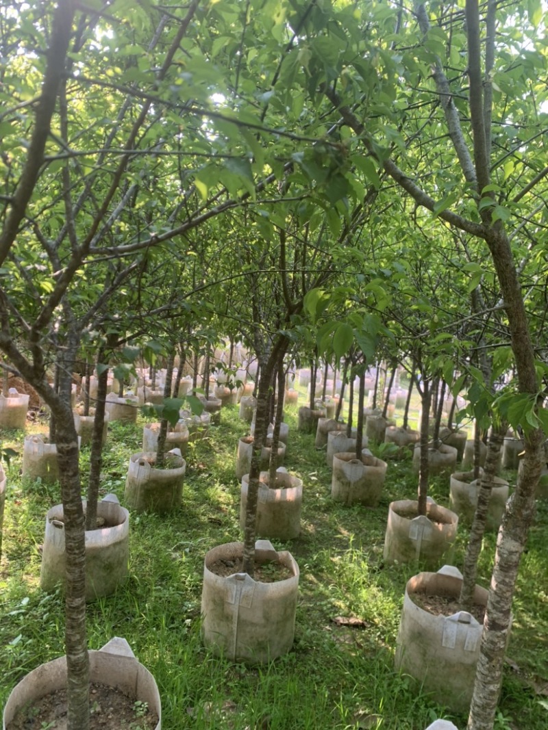 青梅2-10公分大量供用，量大价优