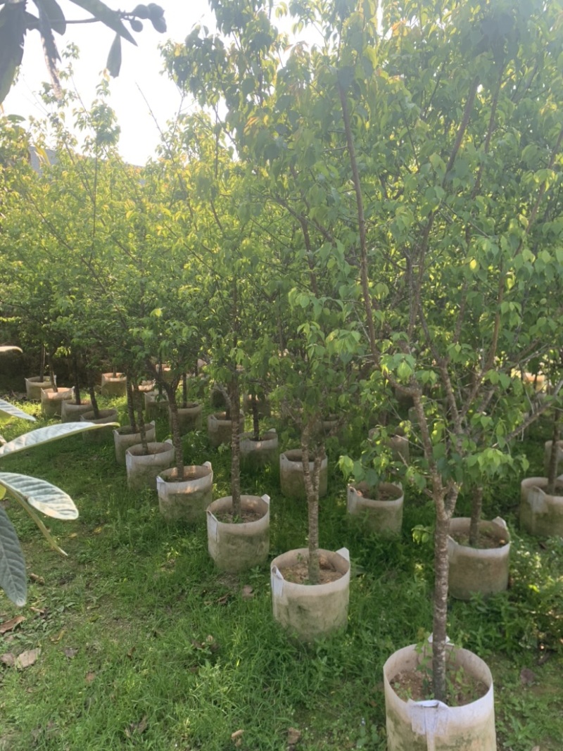 青梅2-10公分大量供用，量大价优