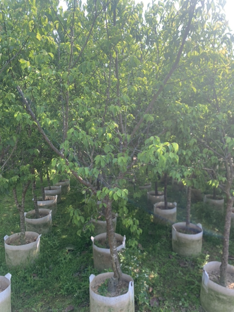 青梅2-10公分大量供用，量大价优